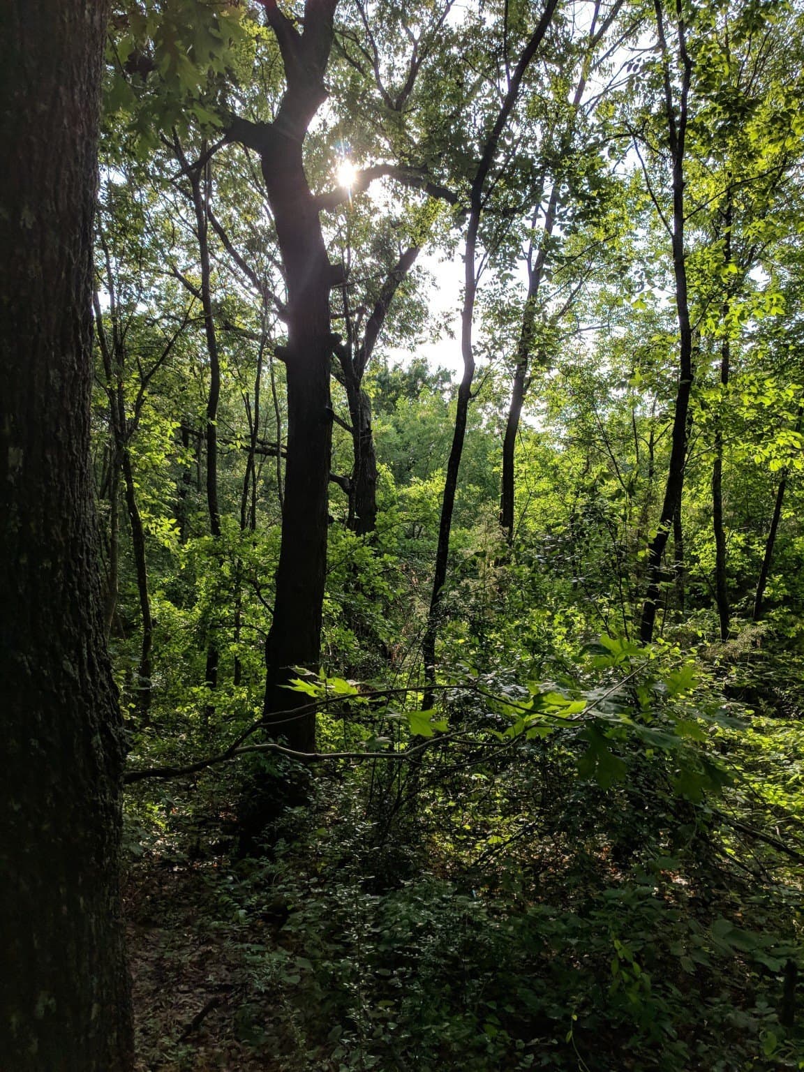 1.55 acres in Dallas County - photo 9
