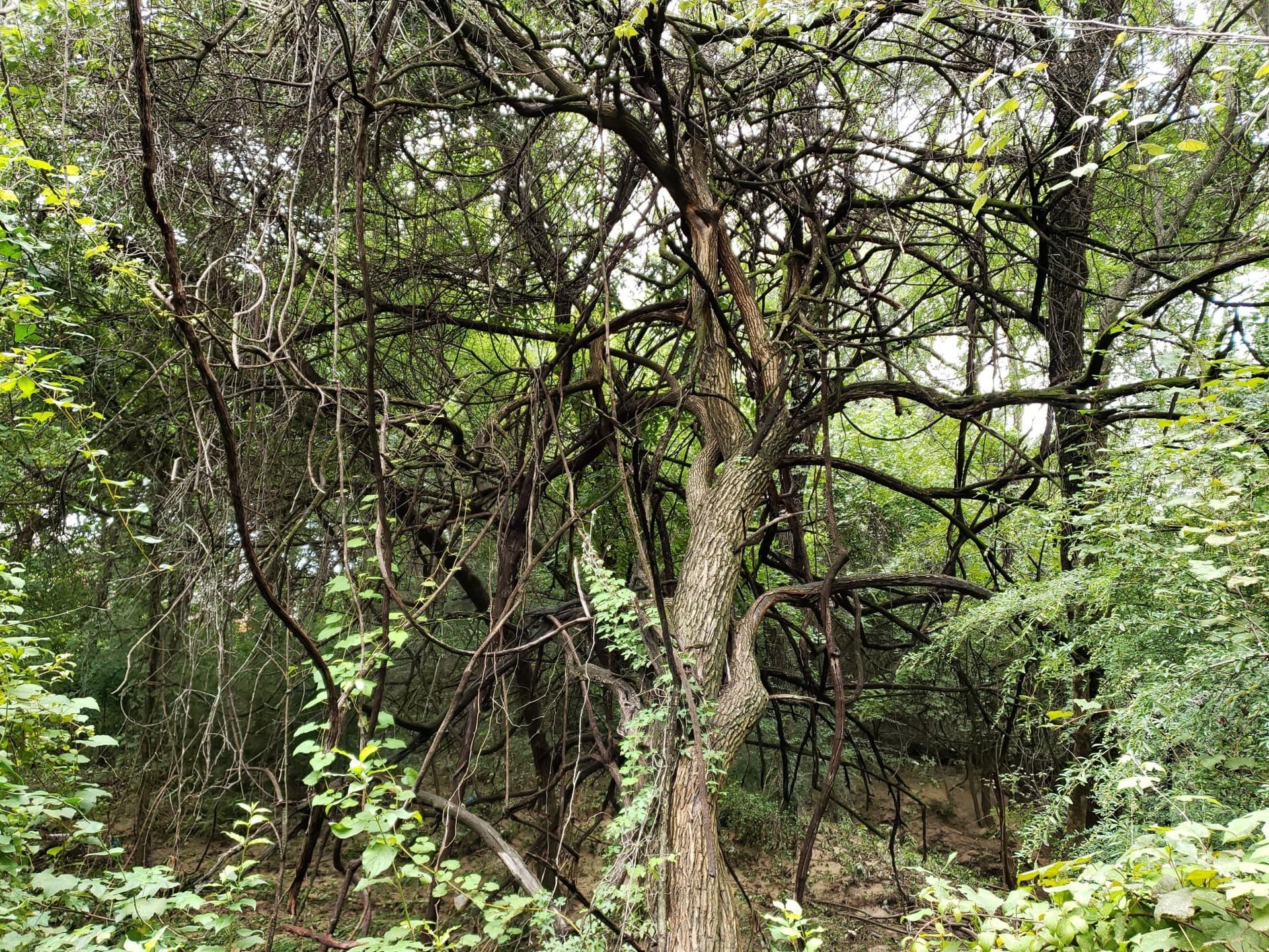 1.55 acres in Dallas County - photo 8