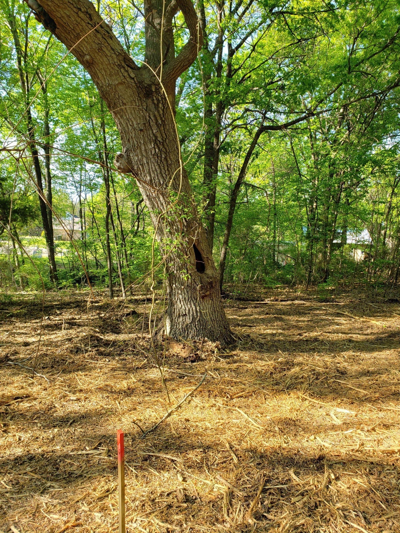 1.55 acres in Dallas County - photo 6