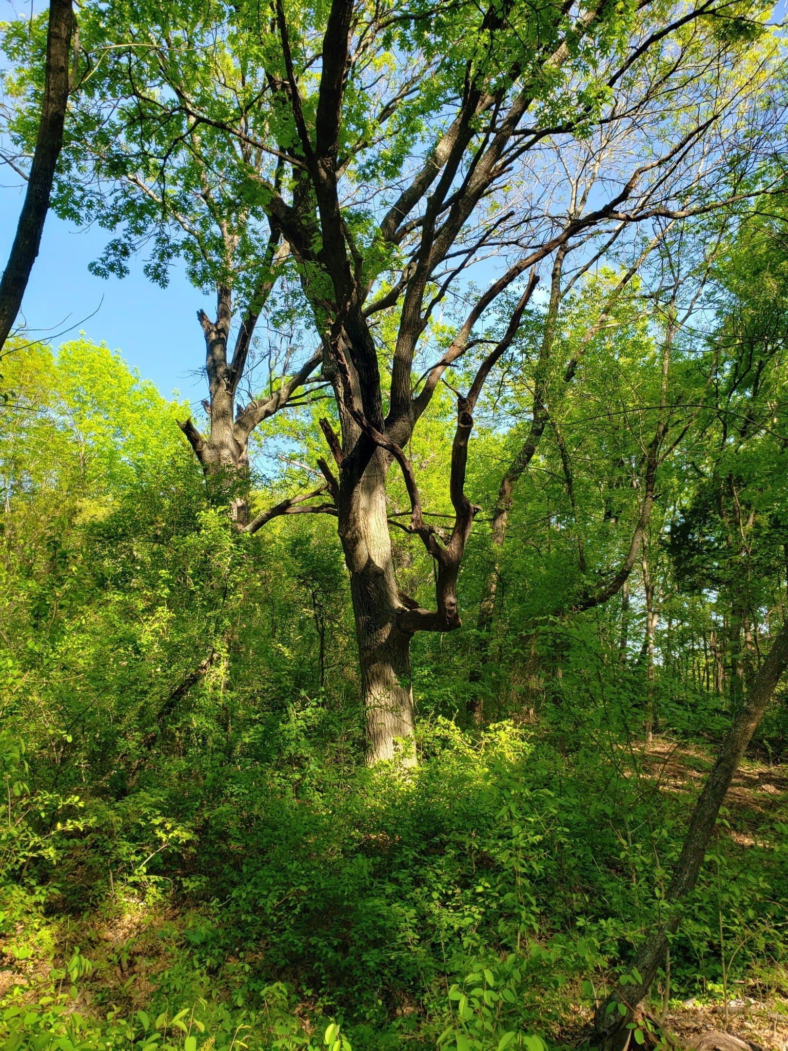 1.55 acres in Dallas County - photo 7