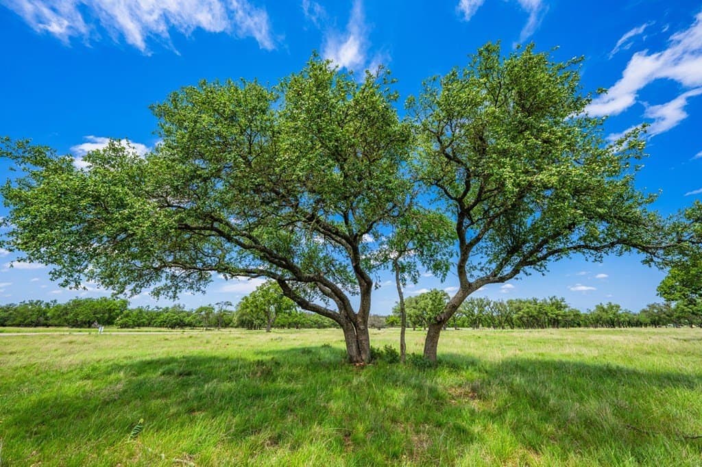 5.15 acres in Gillespie County featured view