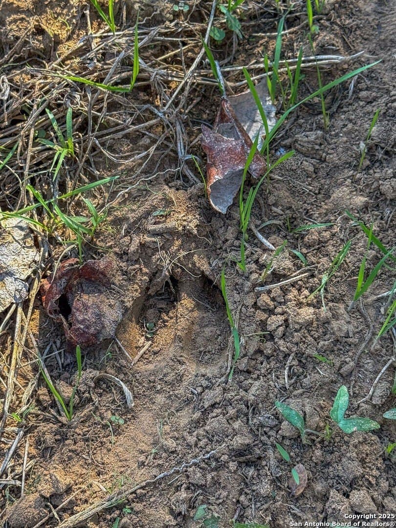 38.57 acres in Guadalupe County gallery image 3