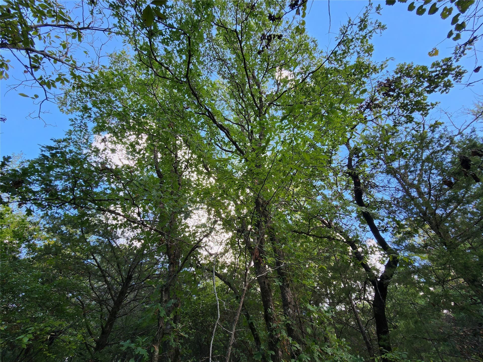5.01 acres in Henderson County - photo 22