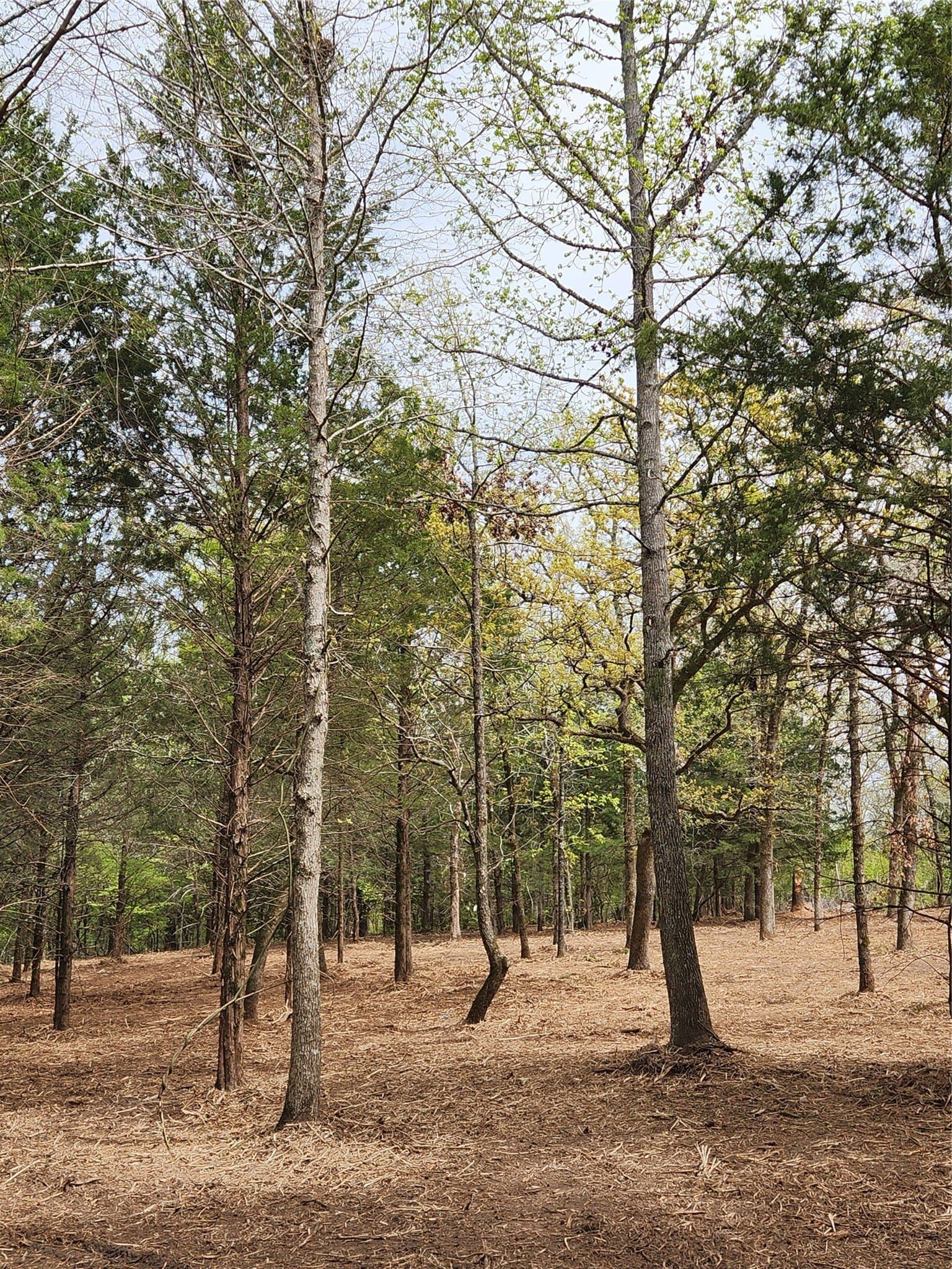 5.01 acres in Henderson County - photo 4