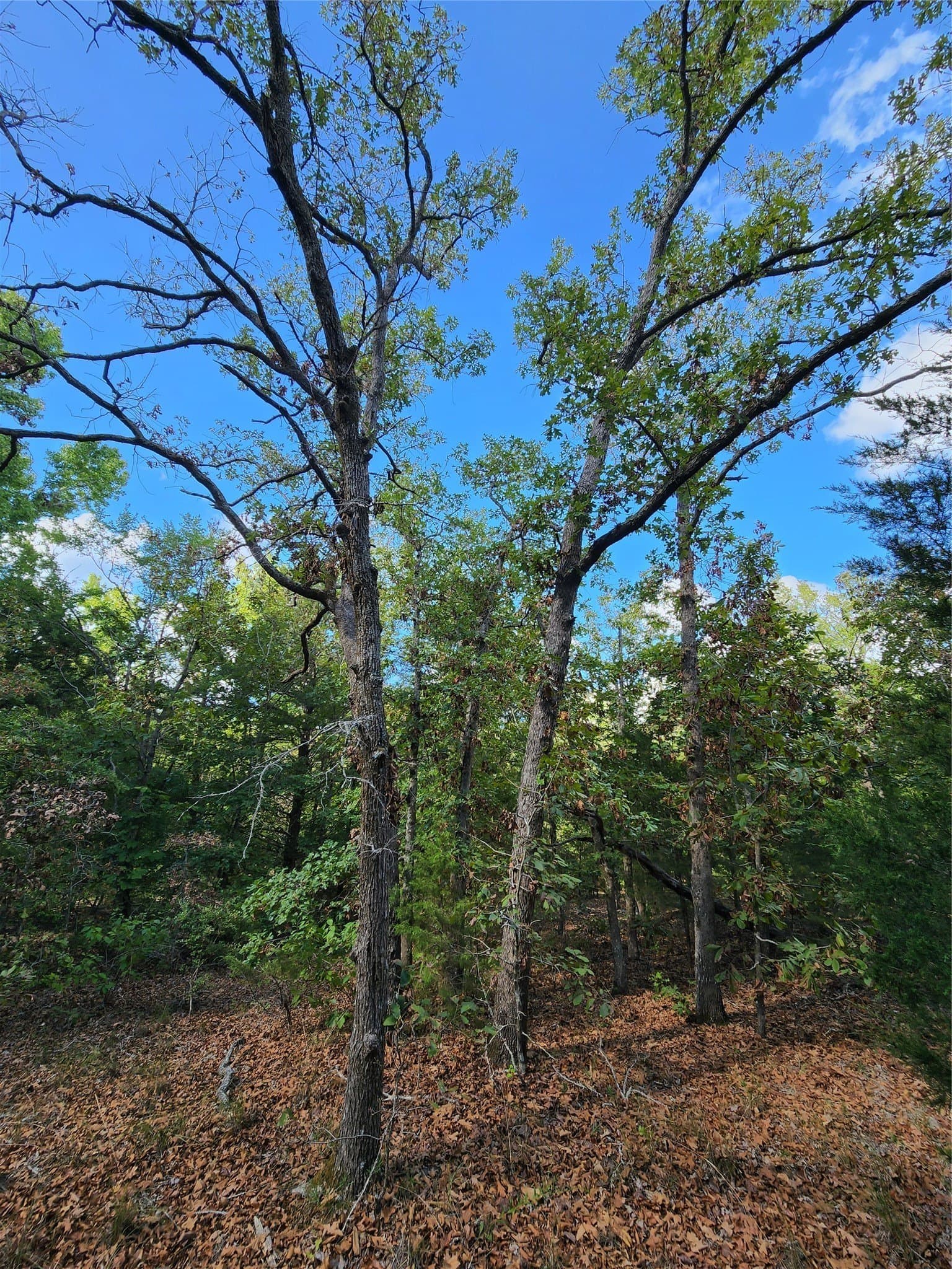 5.01 acres in Henderson County - photo 25