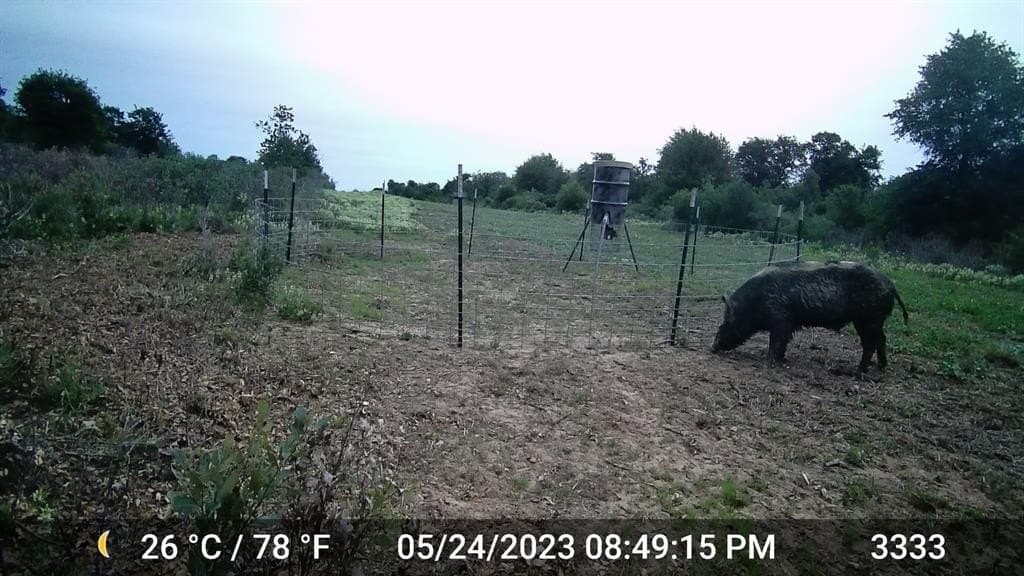 20 acres in Jones County gallery image 3