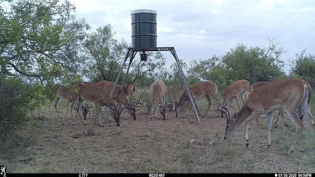 154 acres in Coleman County gallery image 4