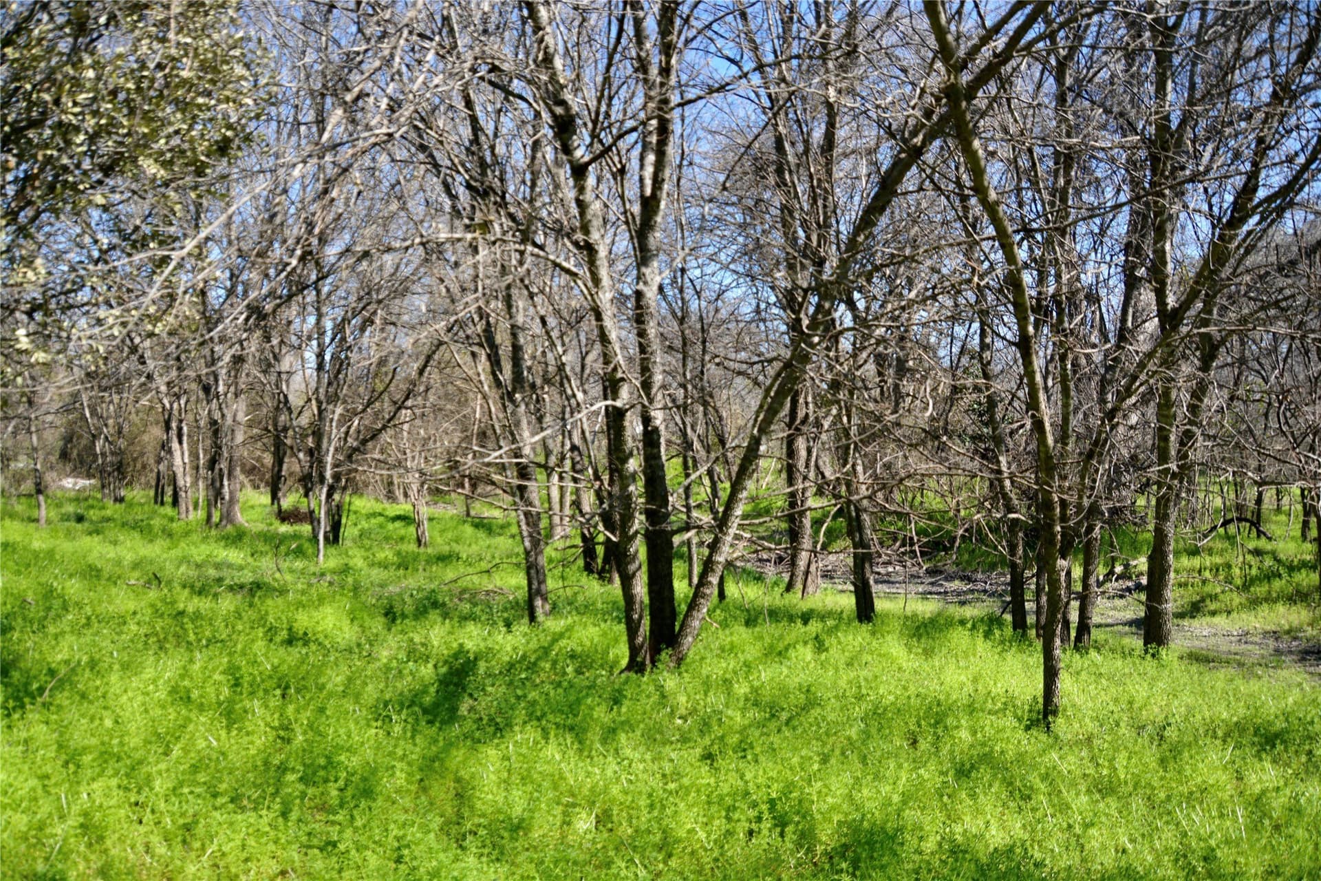 3 acres in Mills County gallery image 2