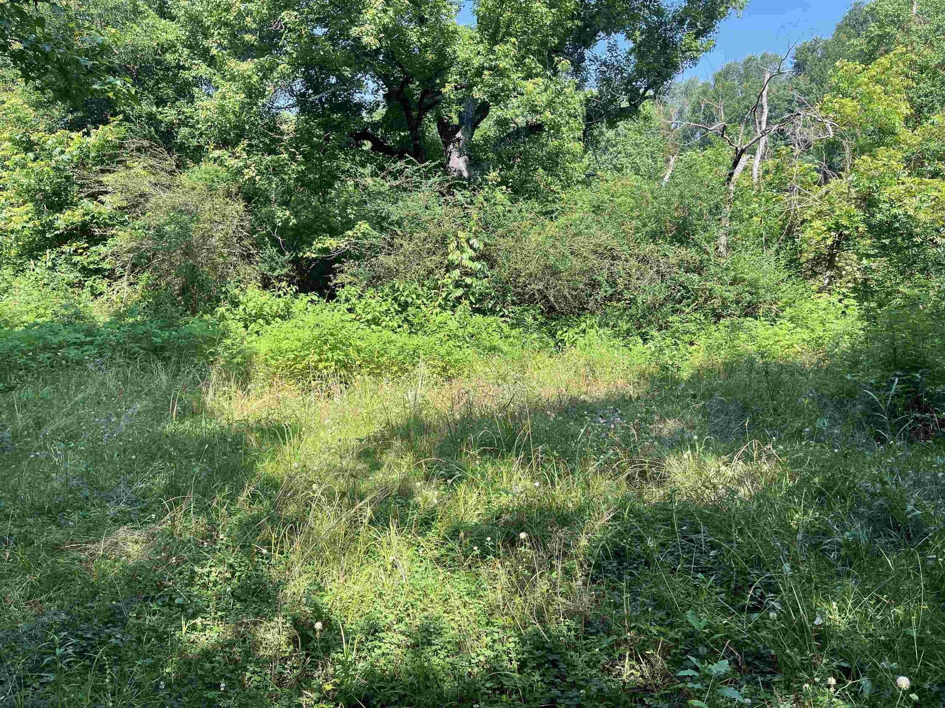 19.86 acres in Wood County - photo 8