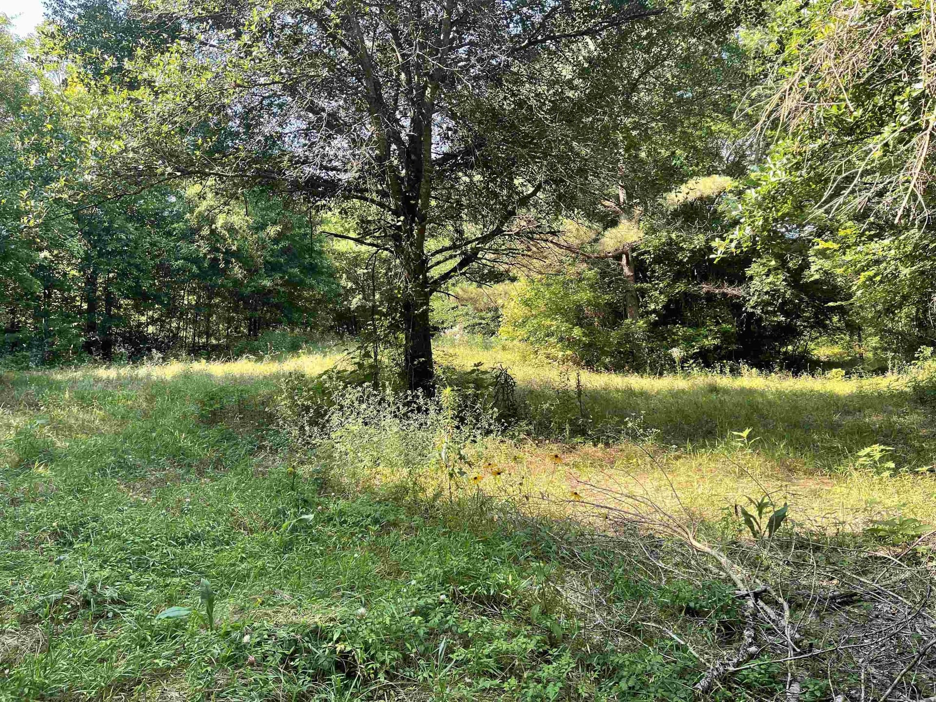 19.86 acres in Wood County gallery image 4