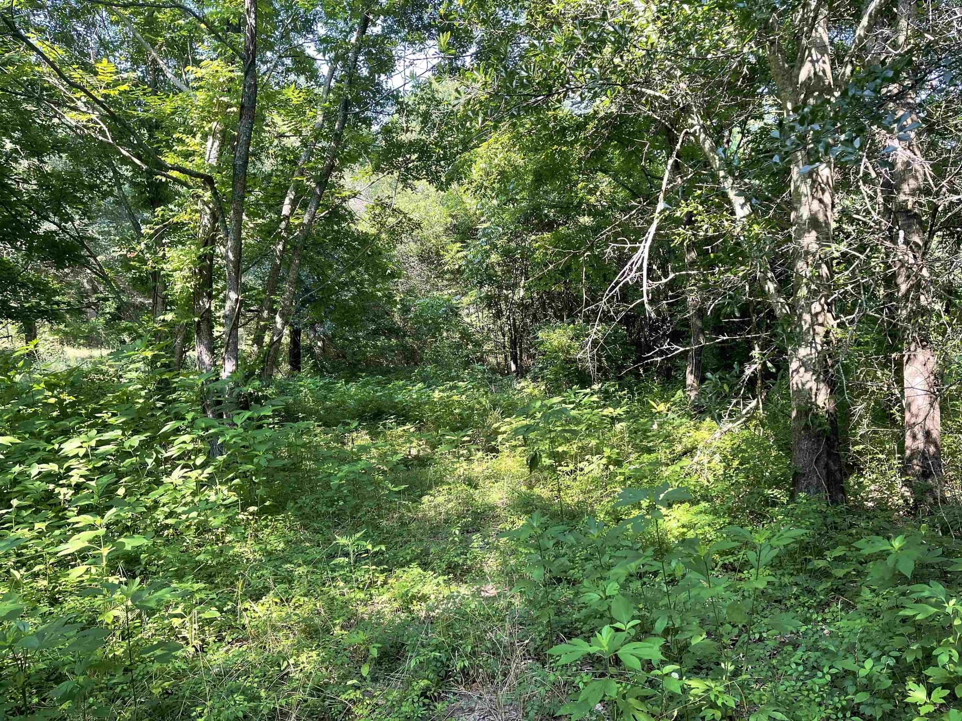 19.86 acres in Wood County gallery image 3