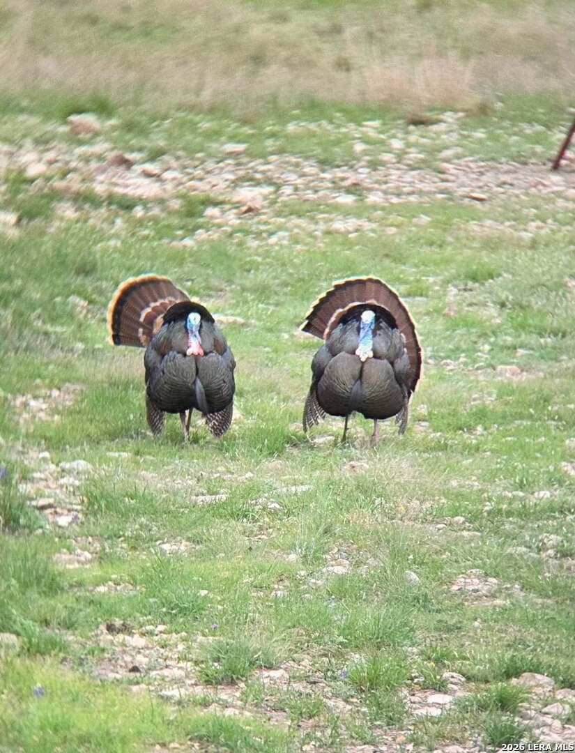 99 acres in Kimble County - photo 9