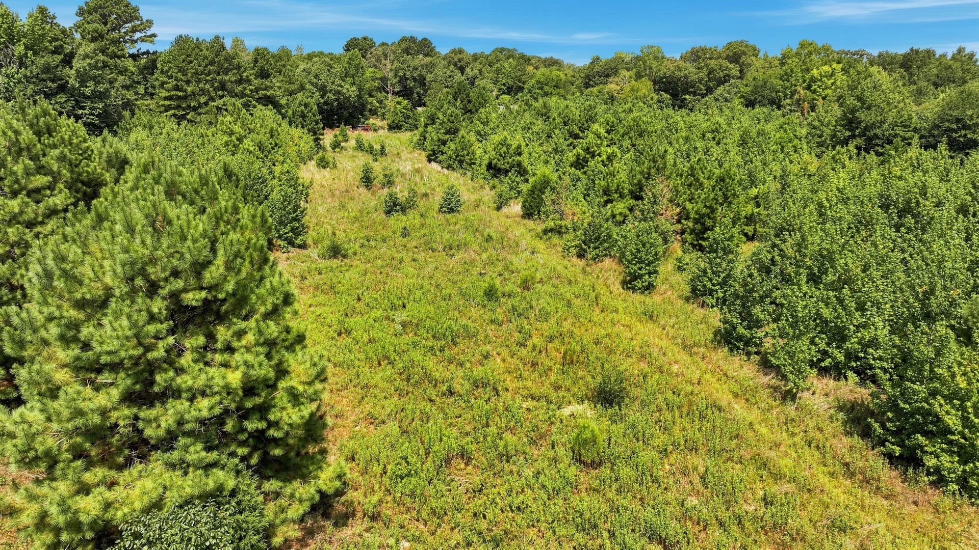 29.54 acres in Gregg County gallery image 4