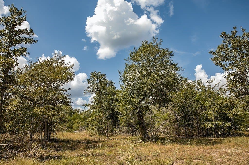 7.35 acres in Lee County - photo 4