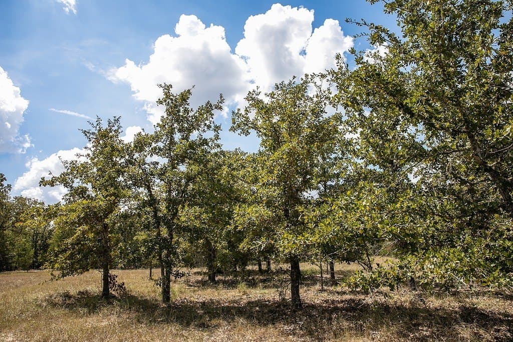 7.35 acres in Lee County - photo 5