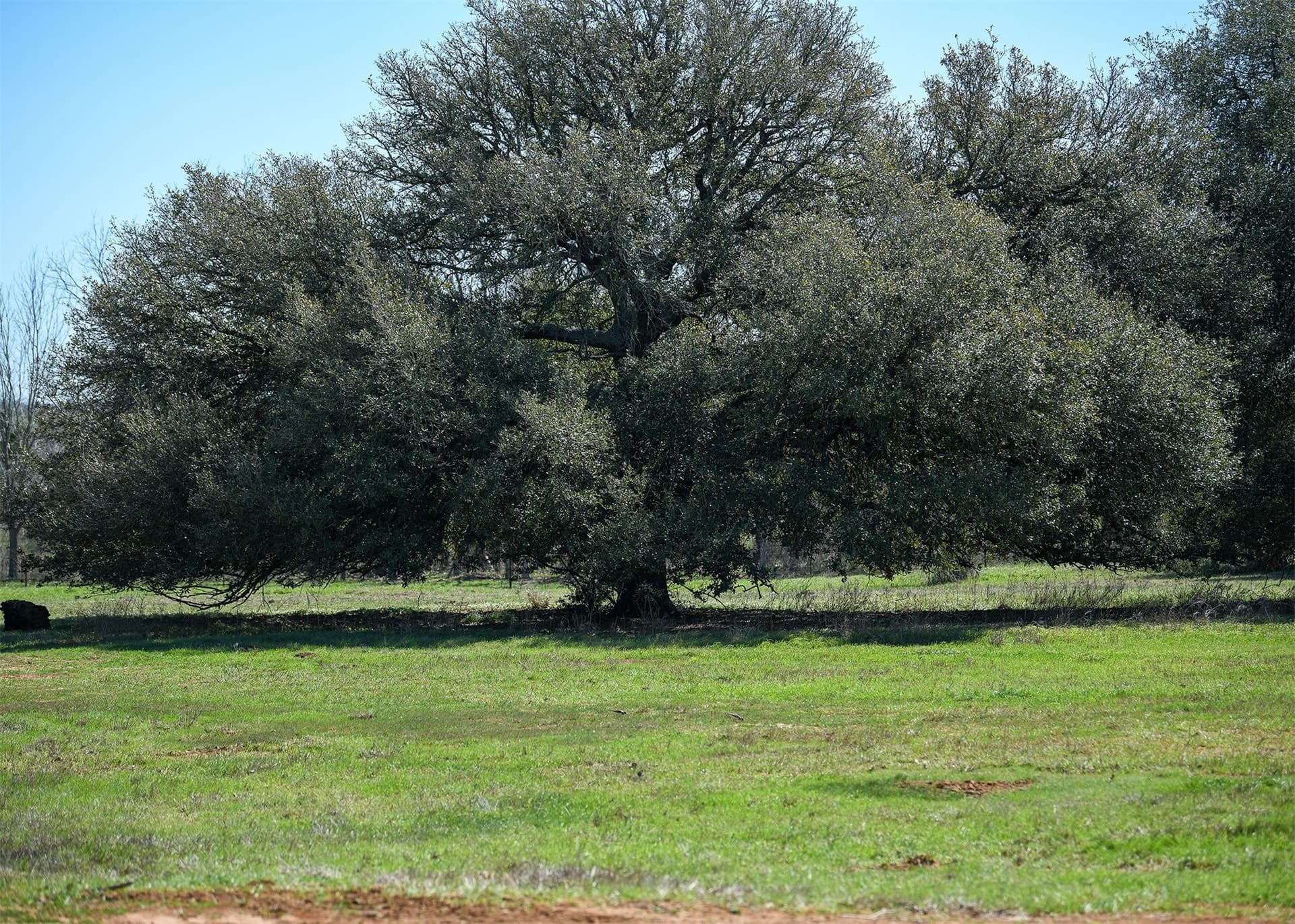 2 acres in Gonzales County - photo 5