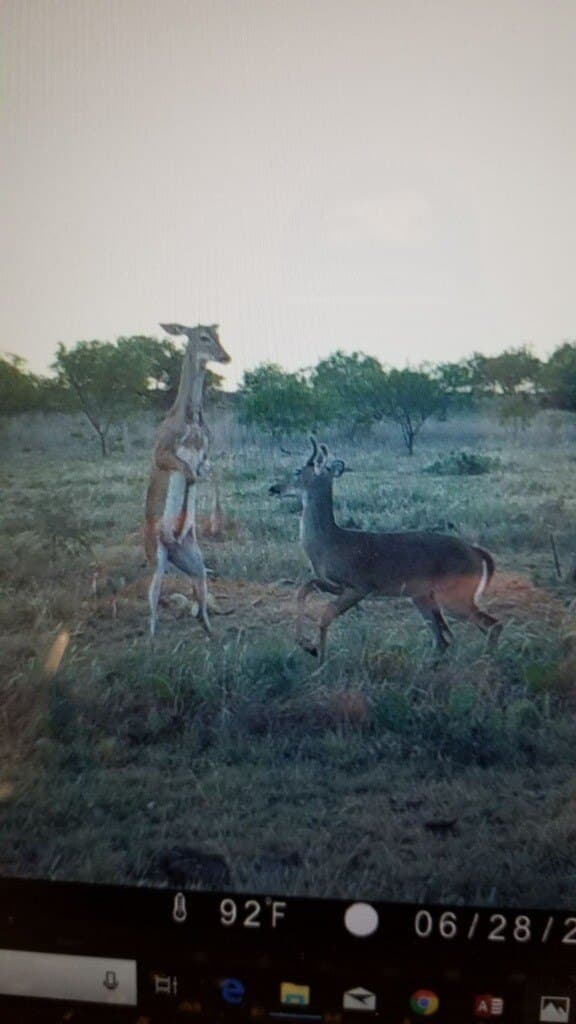 385 acres in Callahan County - photo 21