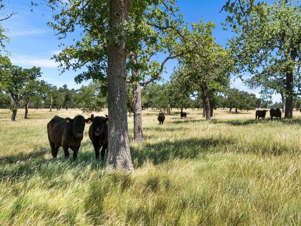 417 acres in Gillespie County - photo 13