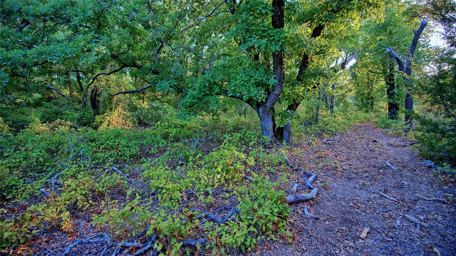 5 acres in Montague County - photo 10