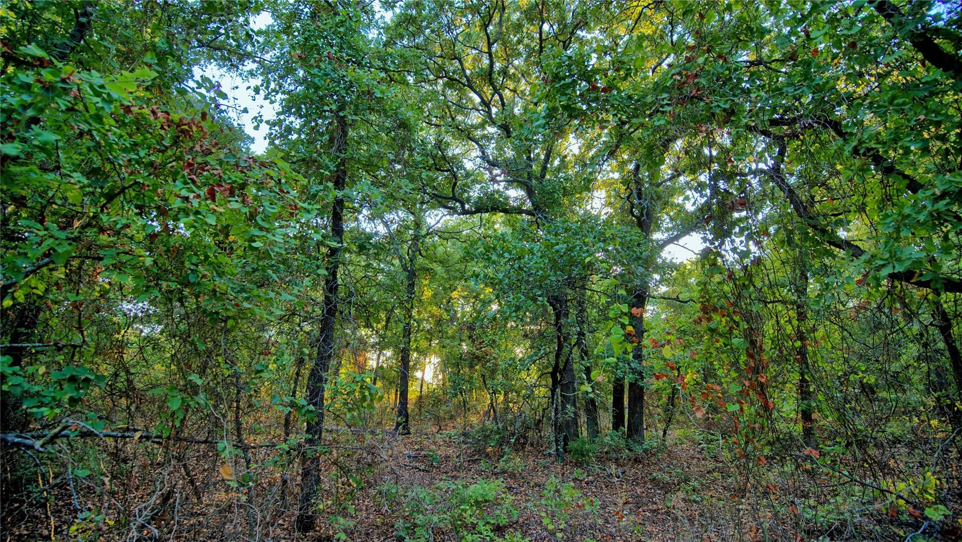 5 acres in Montague County - photo 3