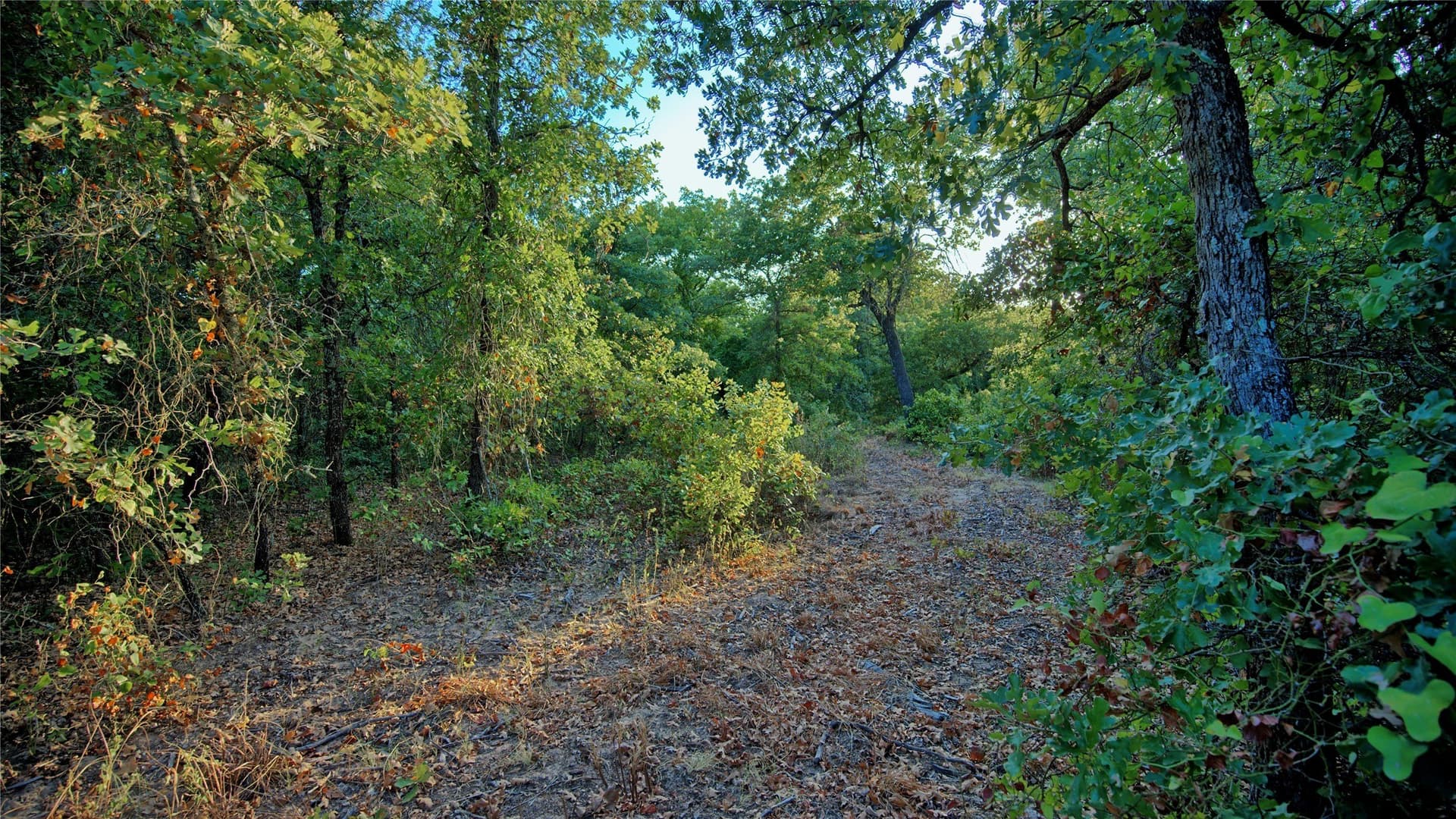 5 acres in Montague County - photo 4