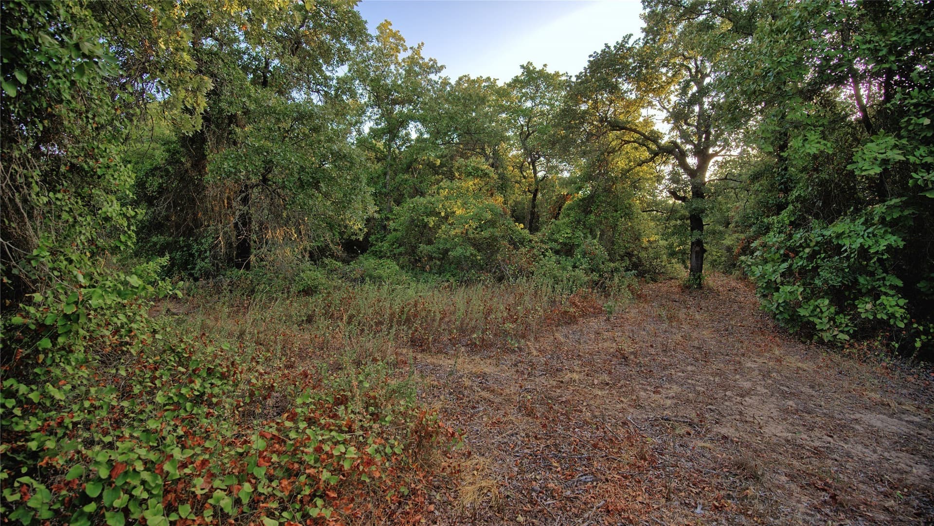 5 acres in Montague County - photo 12