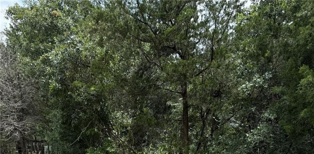 88.49 acres in Burleson County gallery image 4