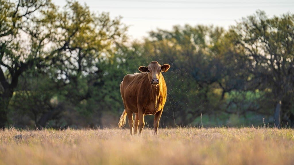 247 acres in Menard County - photo 52