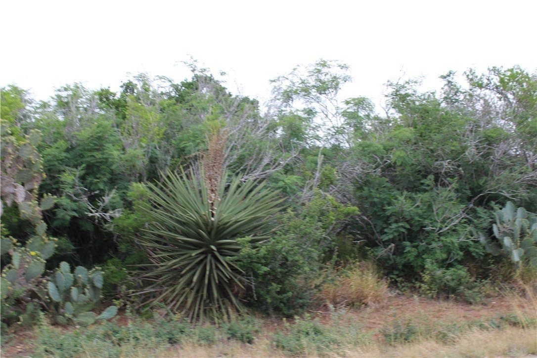 0.24 acres in Live Oak County - photo 2
