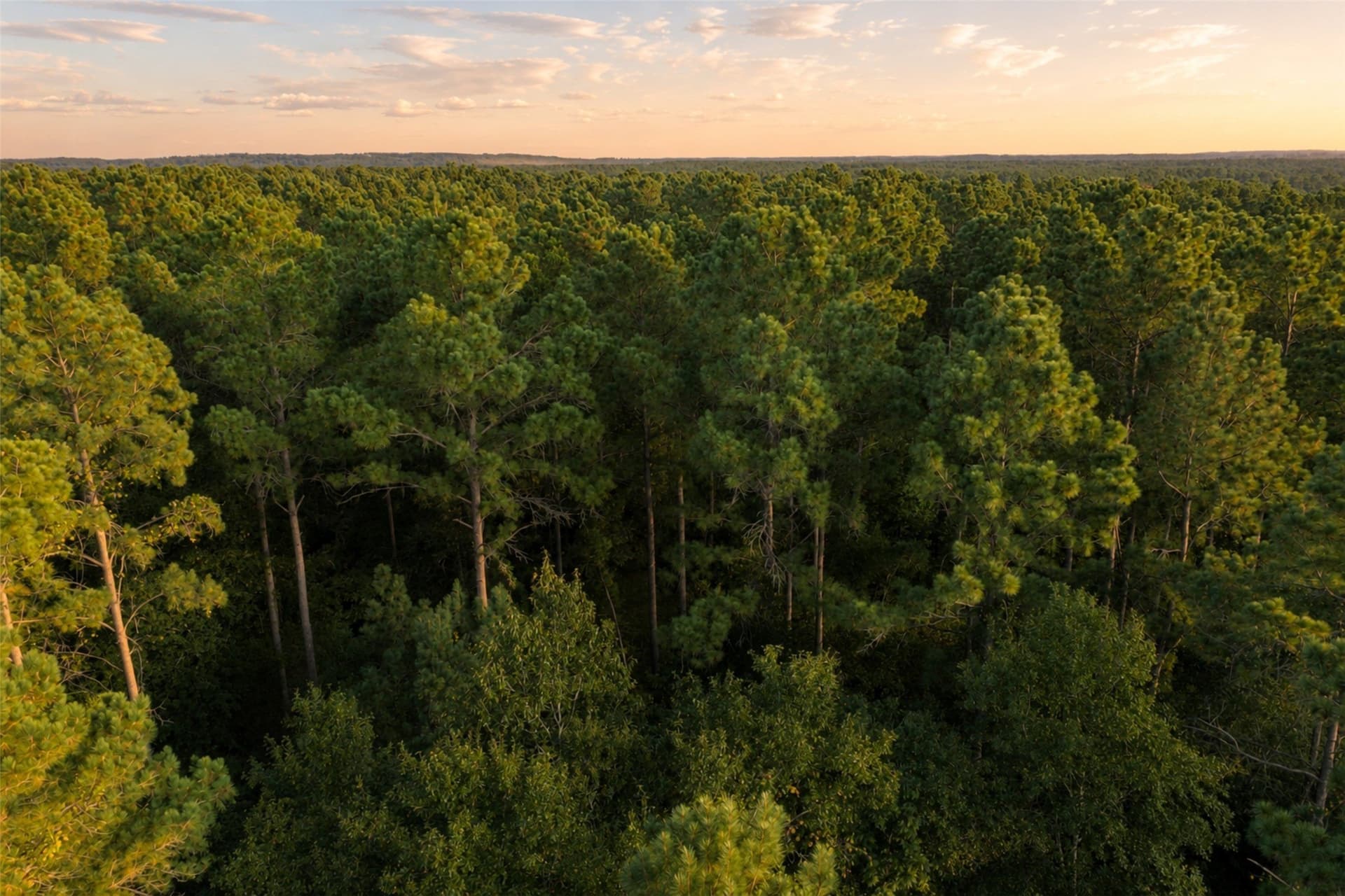 233.88 acres in Anderson County - photo 5