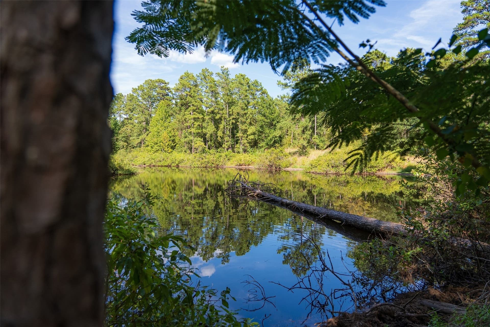 233.88 acres in Anderson County - photo 15