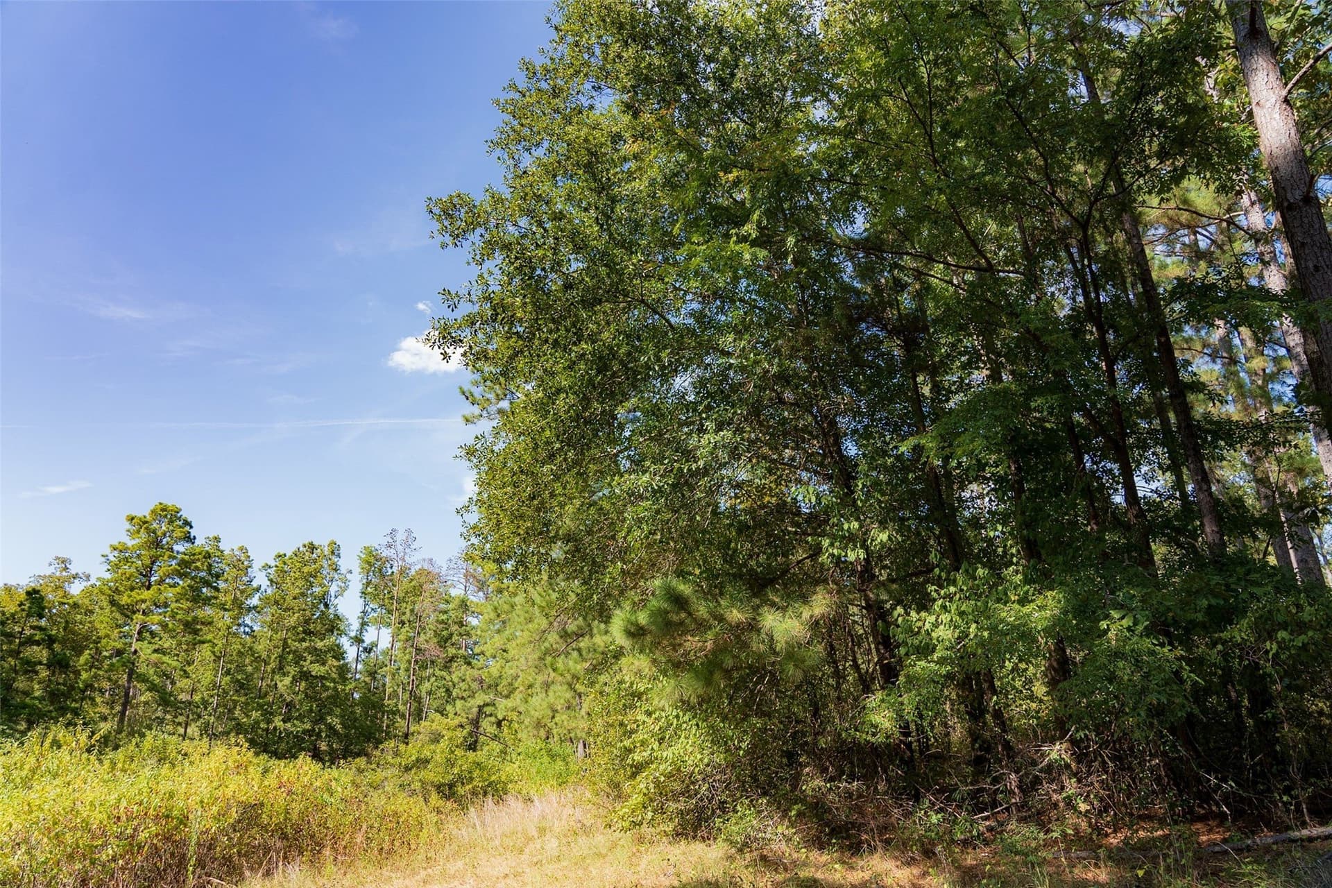 233.88 acres in Anderson County - photo 26