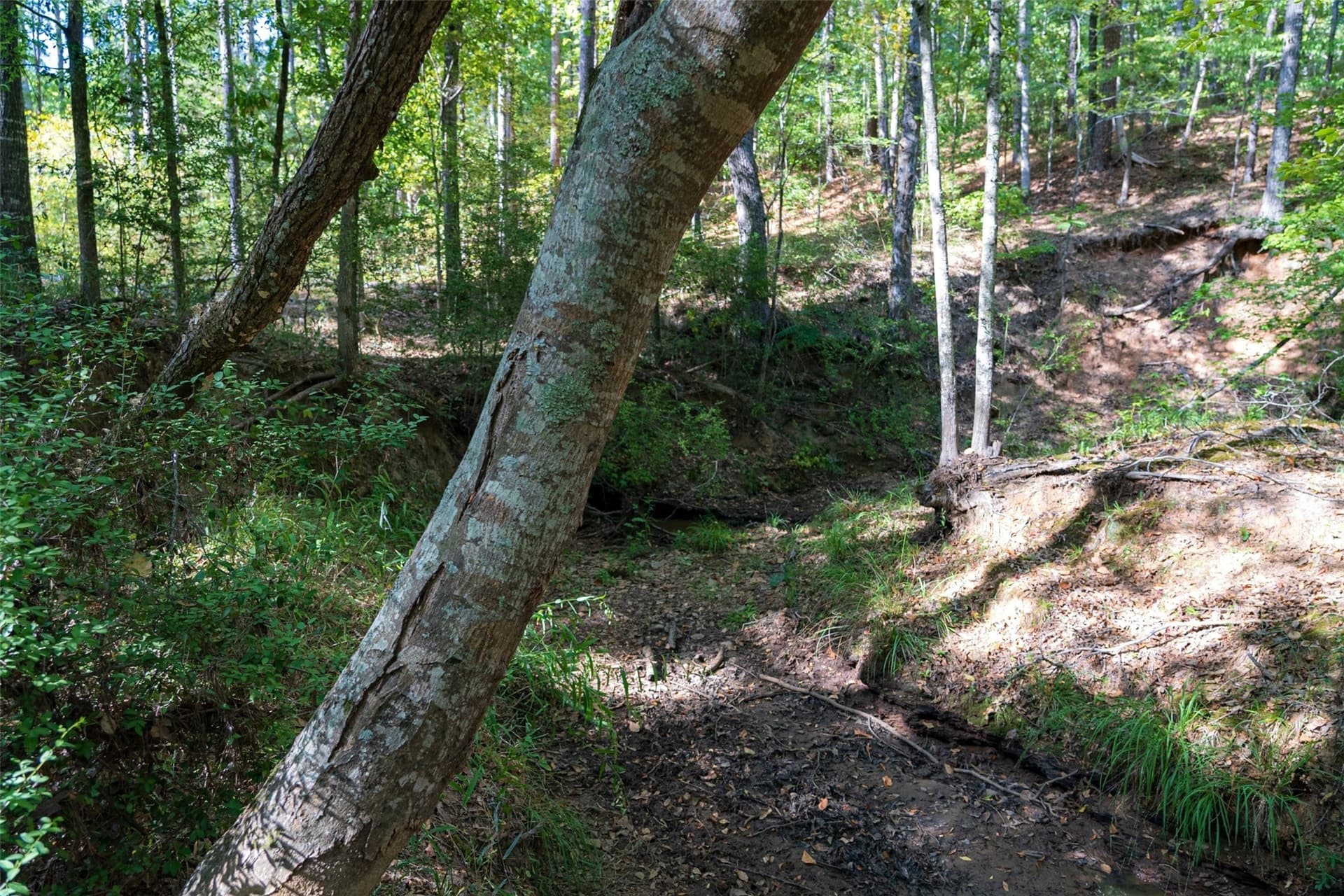 233.88 acres in Anderson County - photo 36