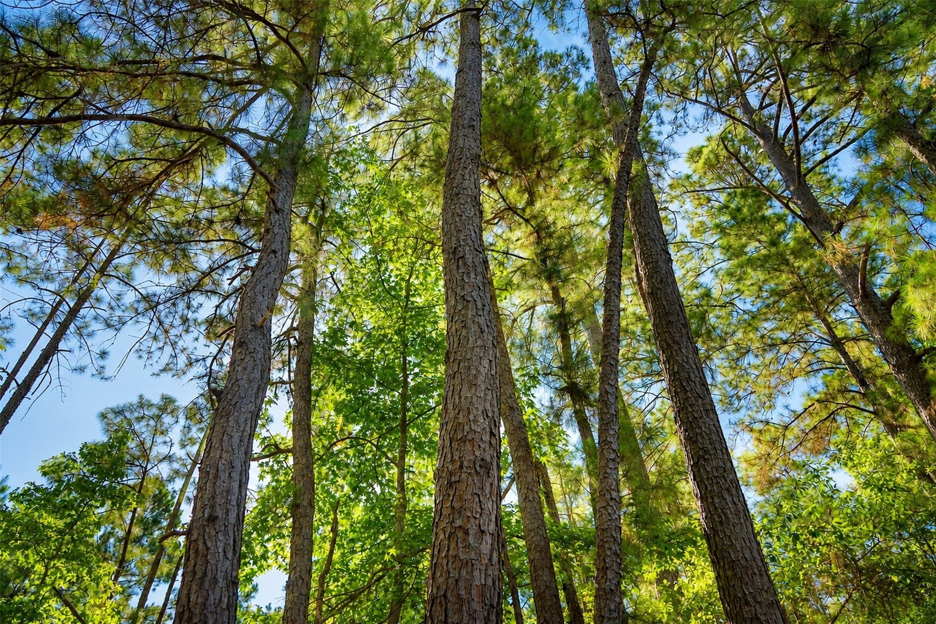 233.88 acres in Anderson County - photo 28