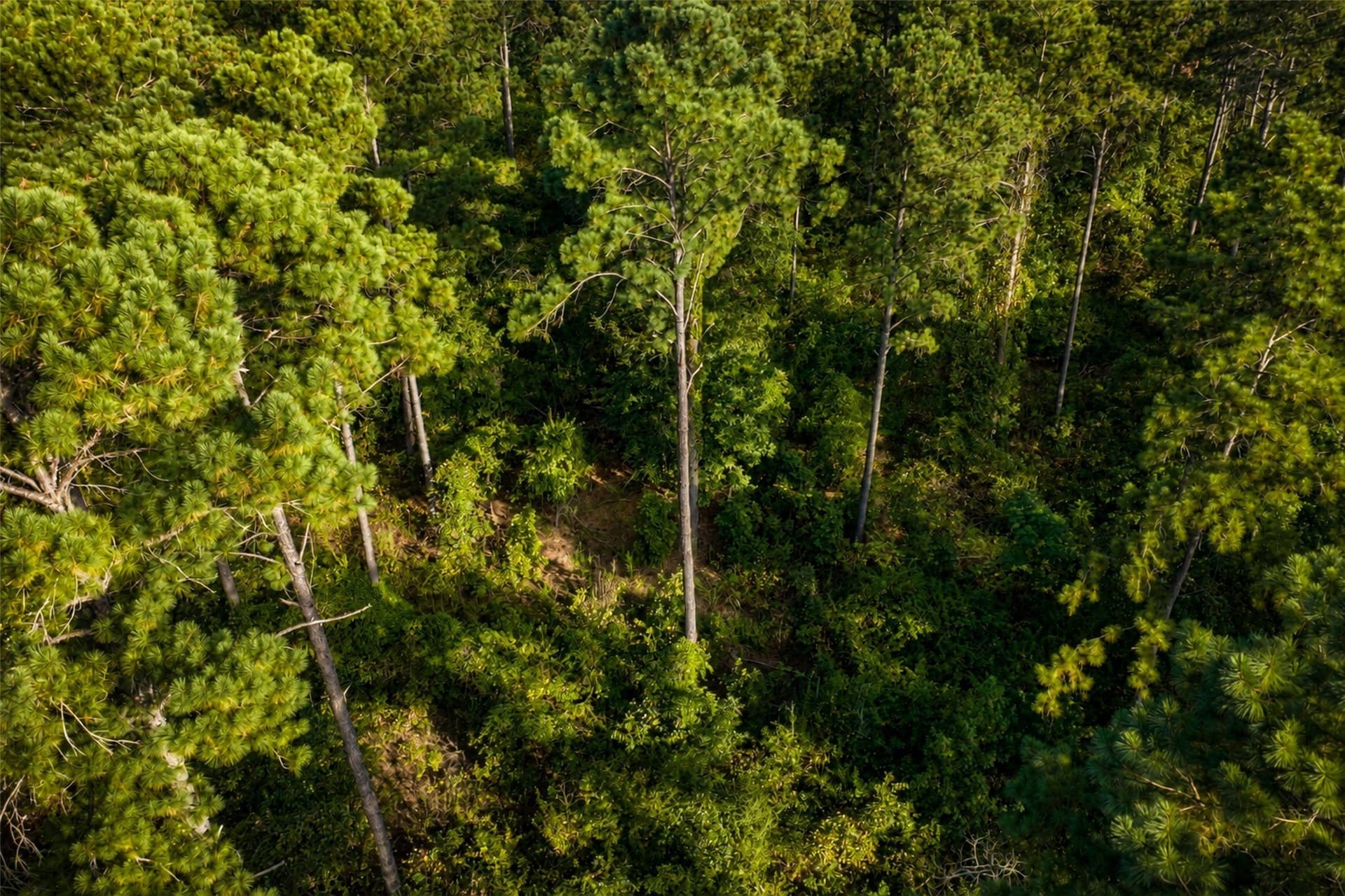 233.88 acres in Anderson County - photo 25