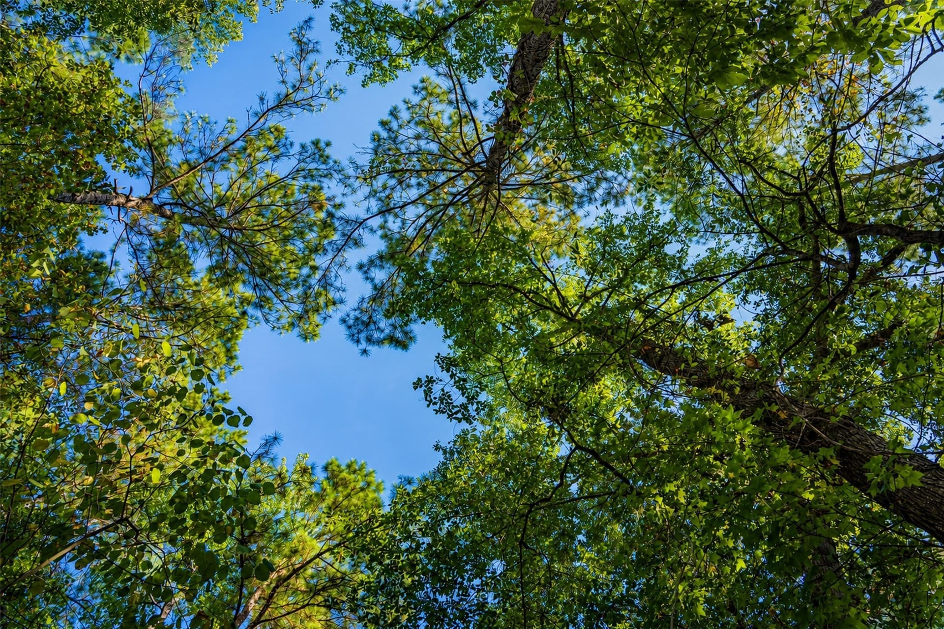 233.88 acres in Anderson County - photo 30