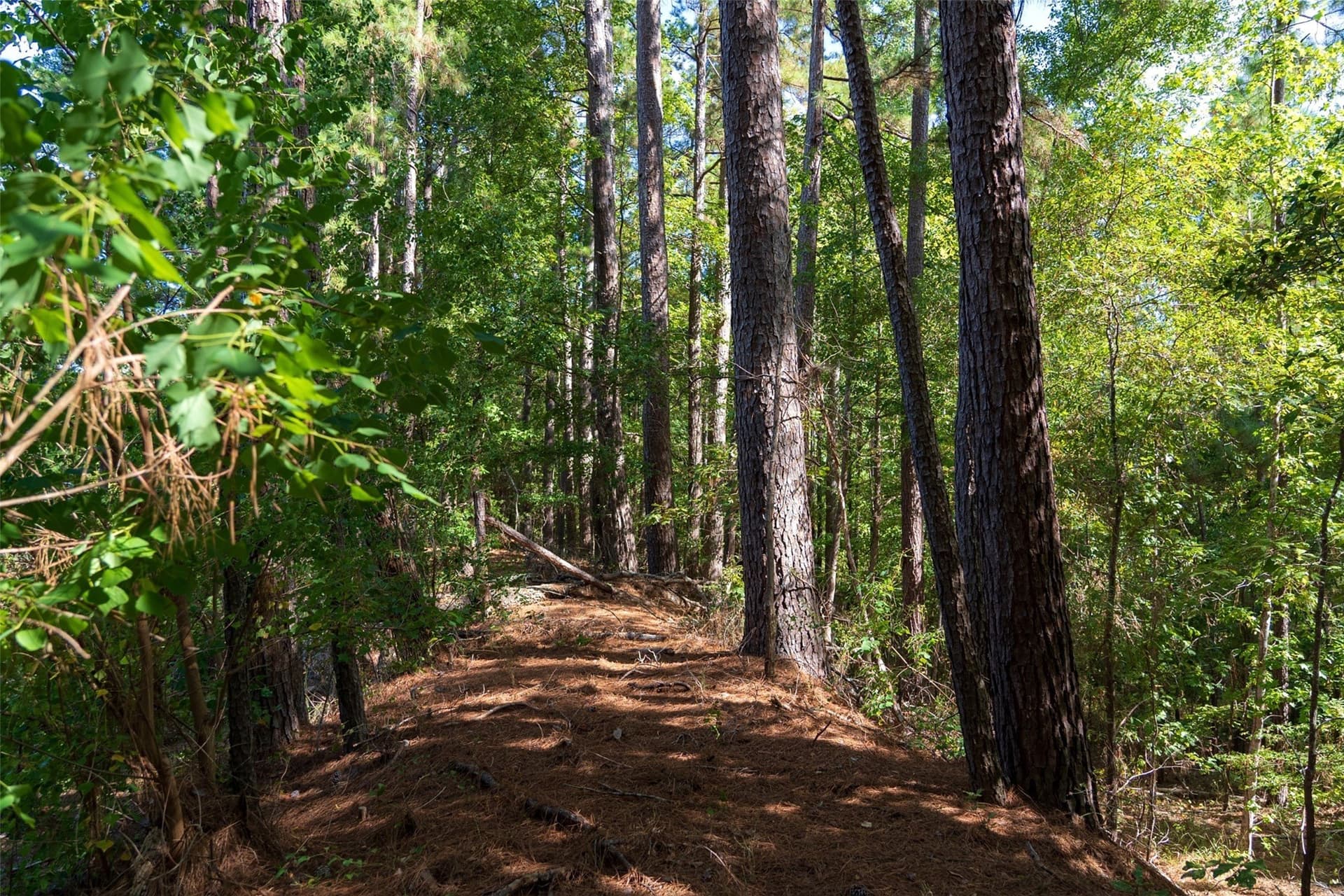 233.88 acres in Anderson County - photo 31