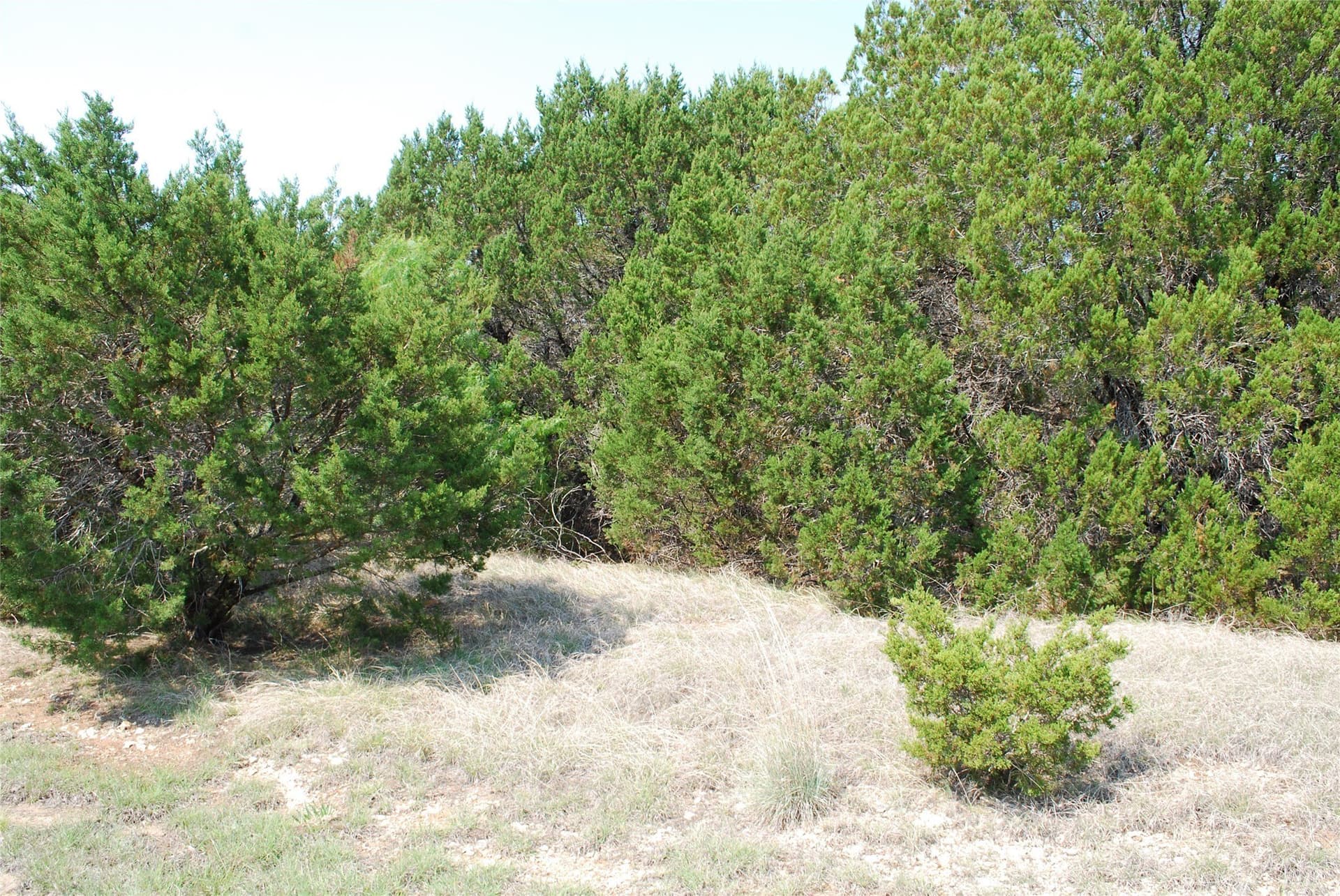 0.35 acres in Hill County gallery image 3