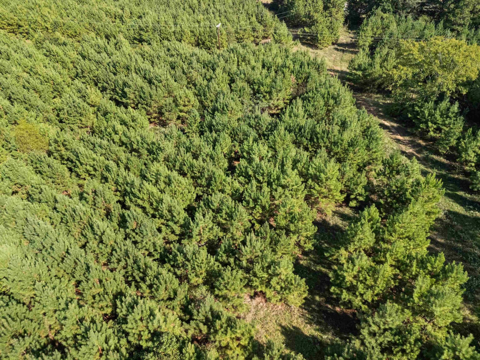 4 acres in Upshur County - photo 9