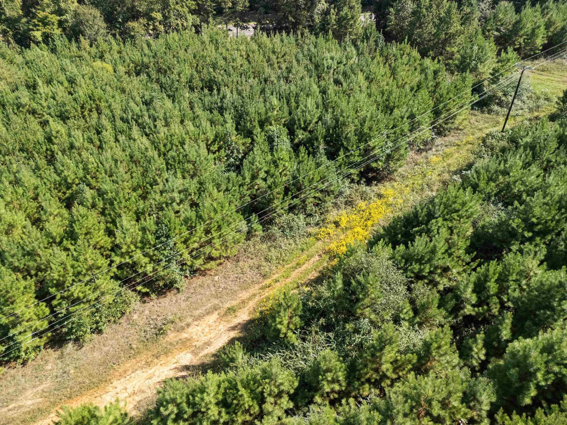 4 acres in Upshur County - photo 11