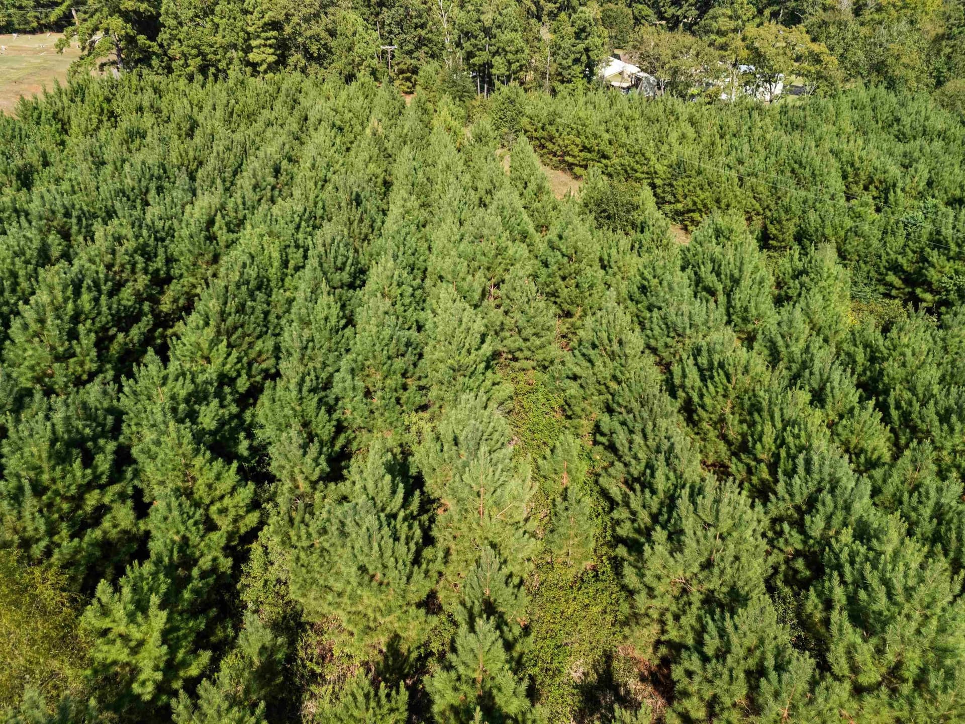 4 acres in Upshur County - photo 10