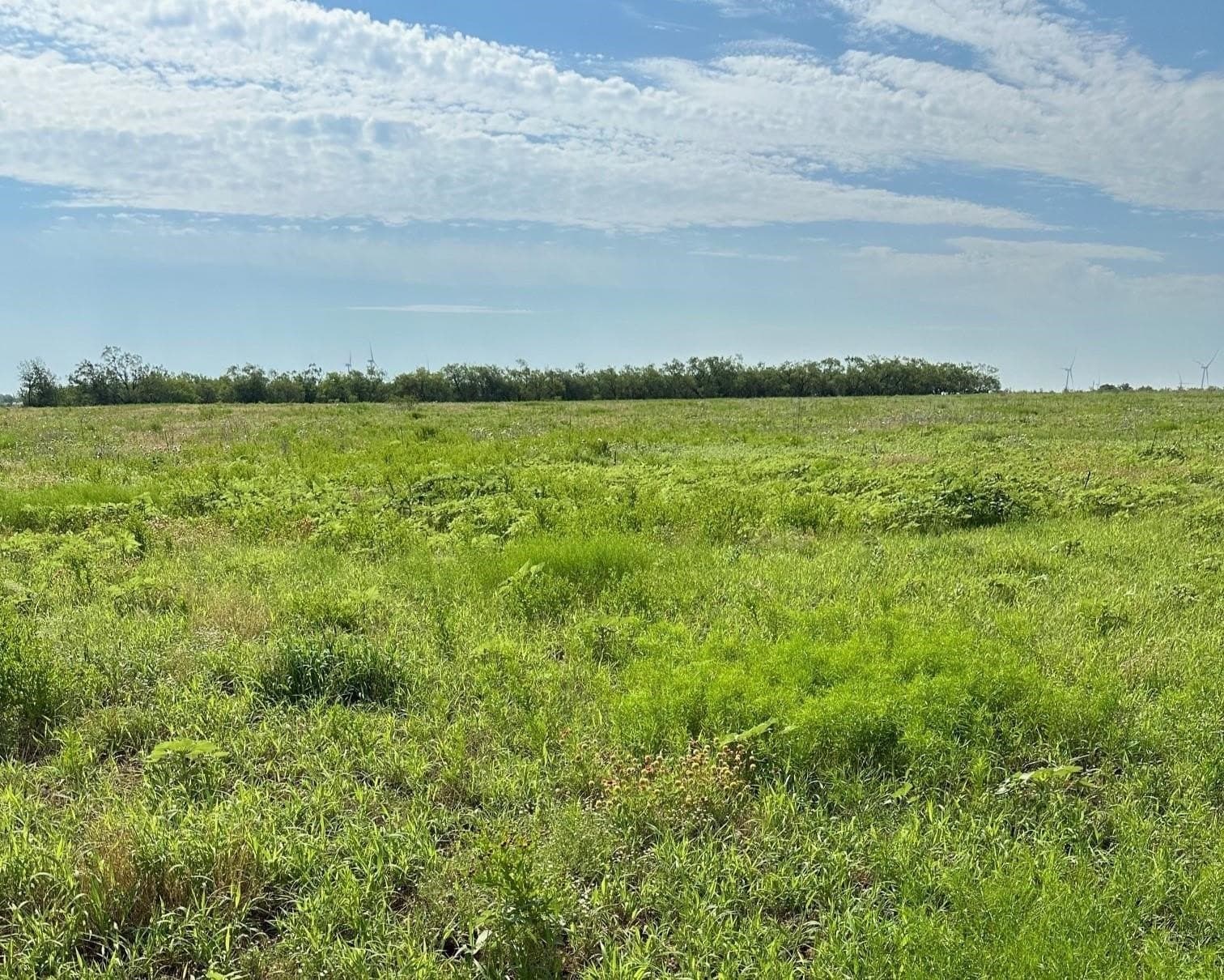 14 acres in Callahan County - photo 4