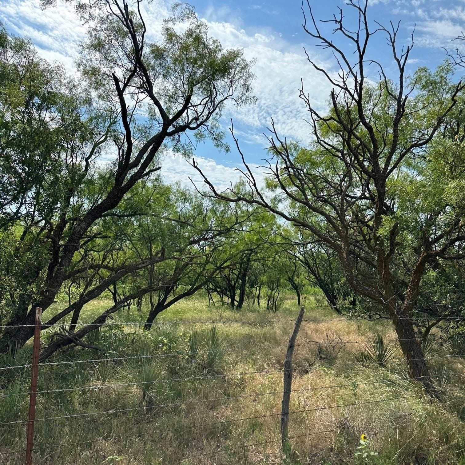 14 acres in Callahan County - photo 2