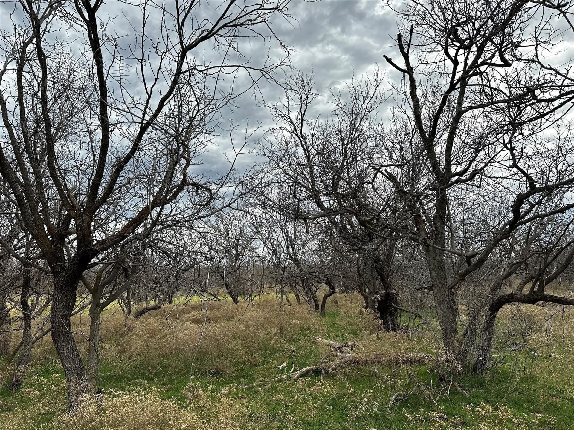 14 acres in Callahan County - photo 5