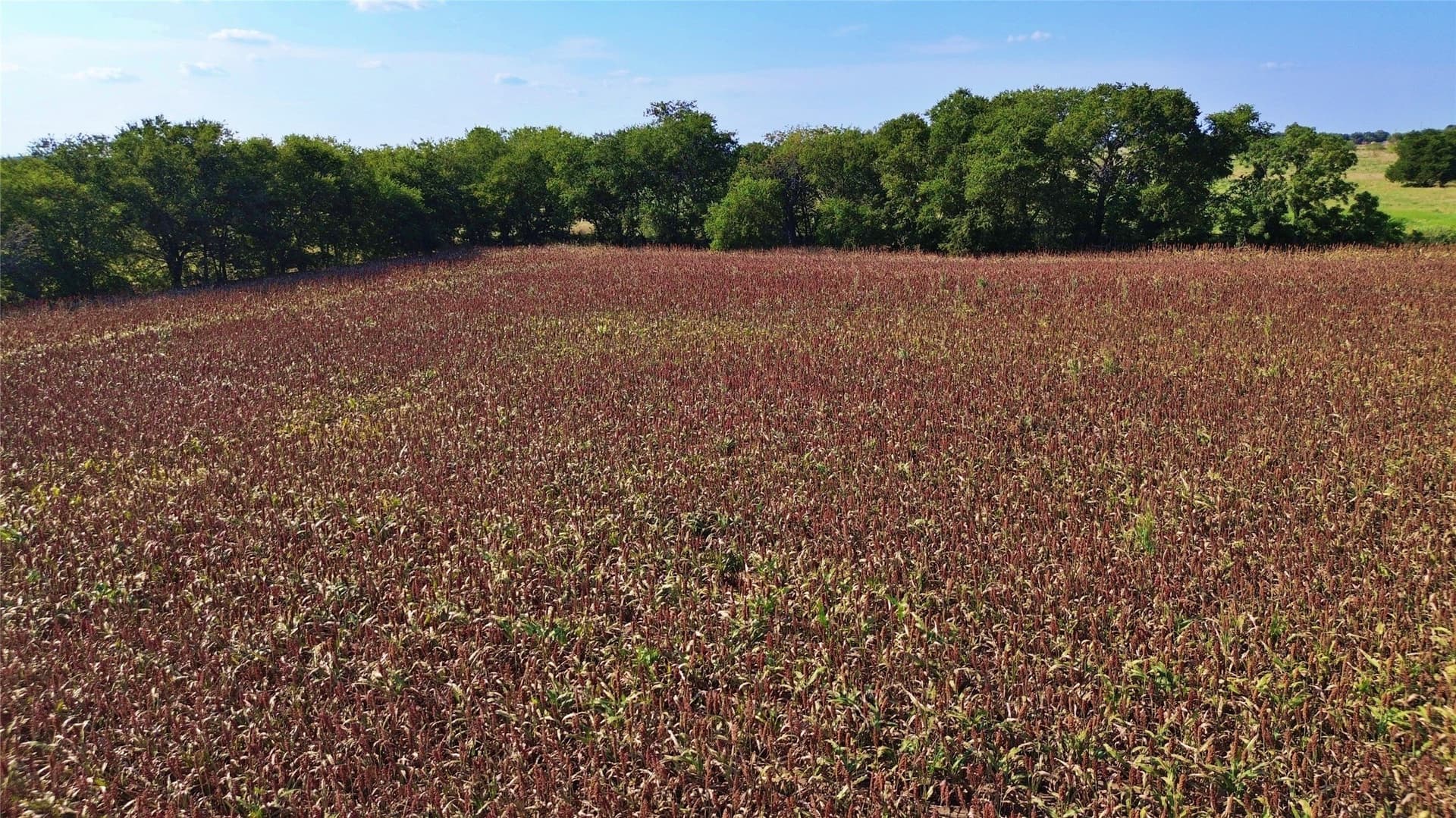 25 acres in Cooke County gallery image 4