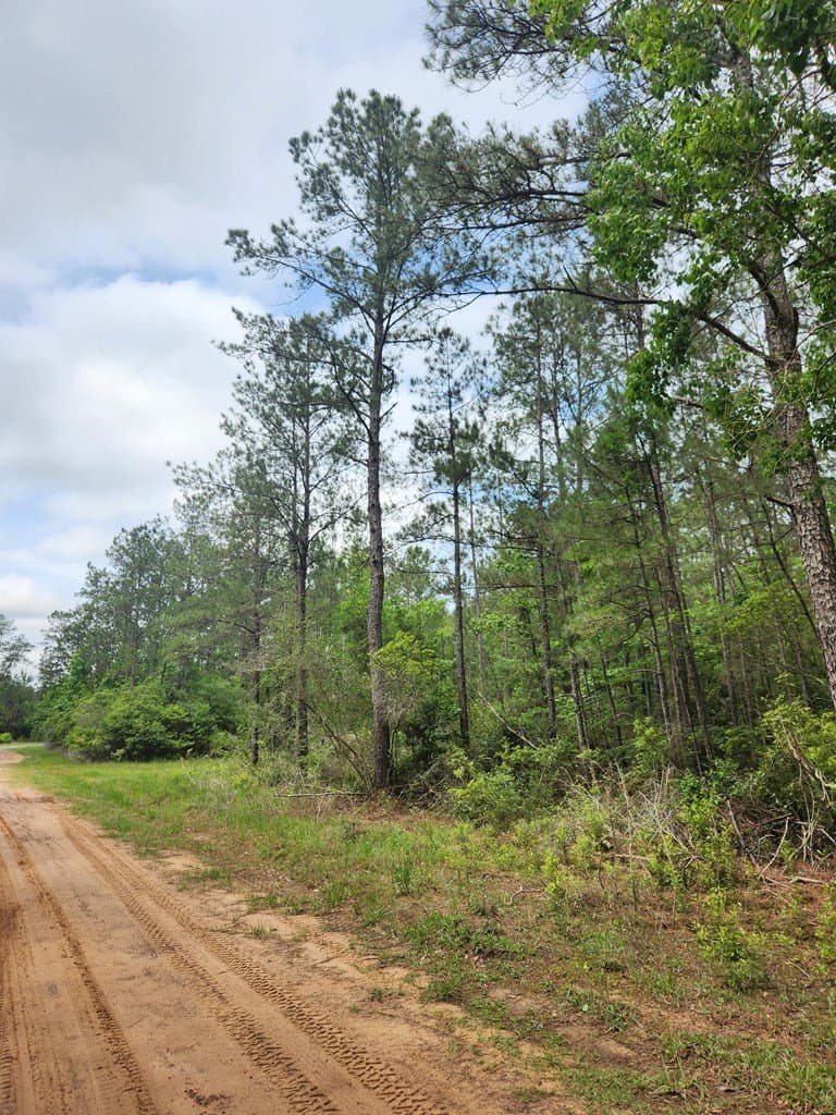 38.52 acres in Texas County - photo 15