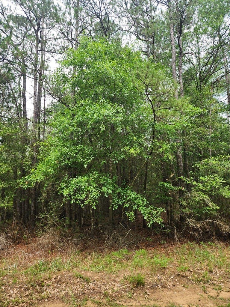 38.52 acres in Texas County - photo 12