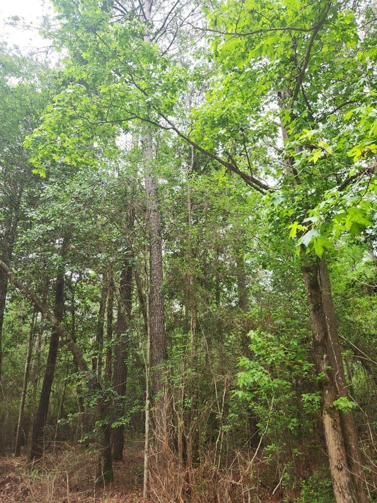 38.52 acres in Texas County - photo 6