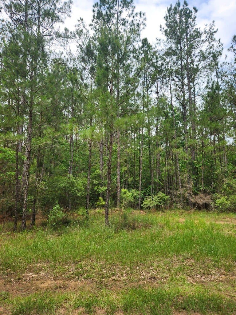 38.52 acres in Texas County - photo 14
