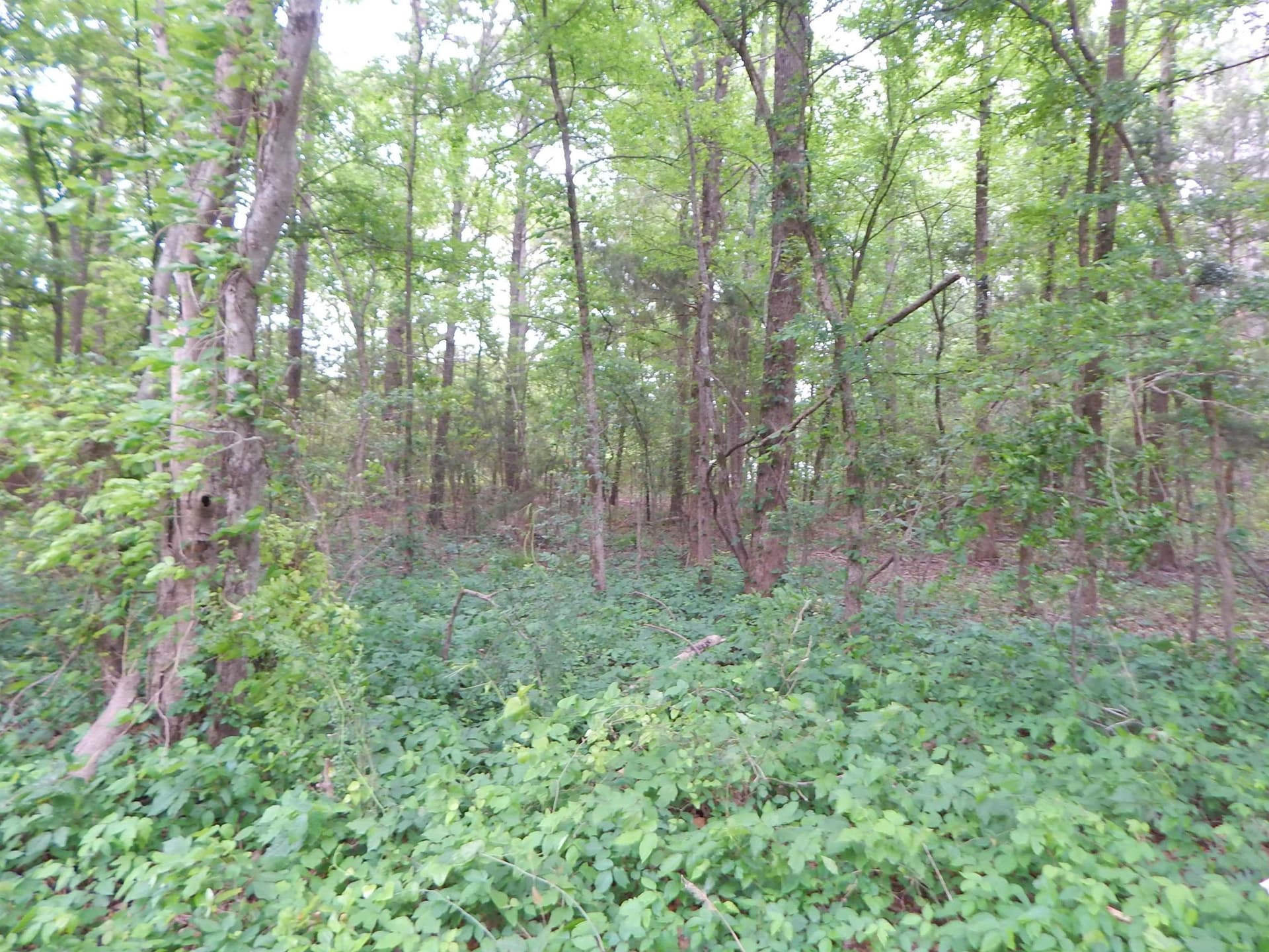 3.07 acres in Upshur County gallery image 2